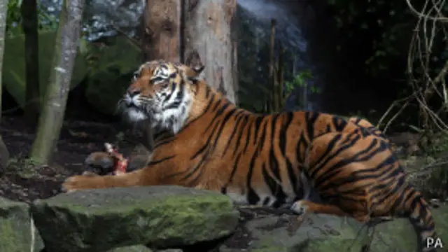 Суматранский тигр