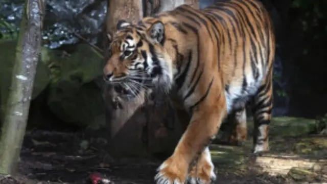 محصور افراد نے ہرن کے شکار کے لیے جال بچھایا تھا لیکن غلطی سے شیر کا بچہ اس میں پھنس گیا