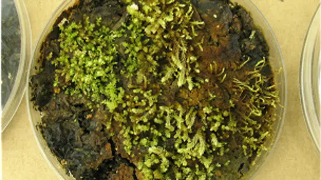 Plantas que revivieron tras permanecer durante siglos bajo el Glaciar Teardrop, en el ártico canadiense