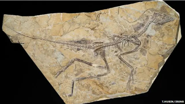 Fóssil do Aurornis (foto: IRSNB)