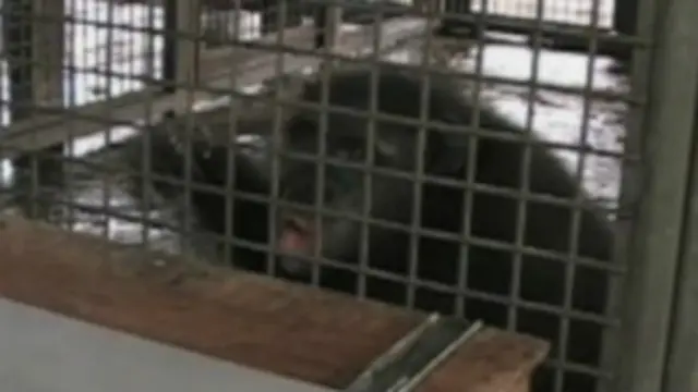 शोध में शामिल एक चिंपाज़ी अपेक्षित परिणाम न मिलने पर उत्तेजित हो गया