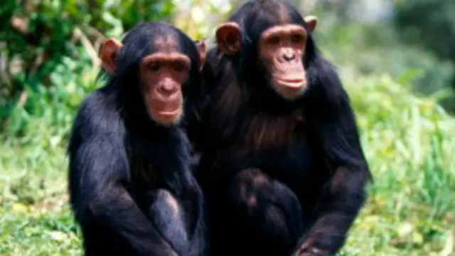 चिंपाज़ियों के फ़ैसले के आधार और परिणाम इंसानों जैसे ही हैं
