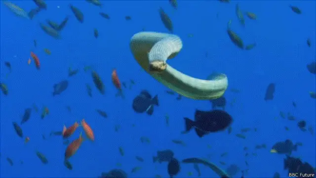 Culebra en arrecife de coral