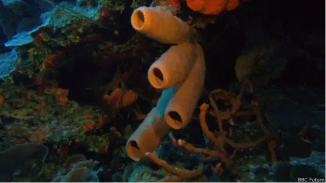 Esponjas en arrecife de coral