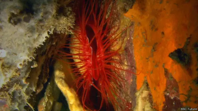 Criatura en arrecife de coral