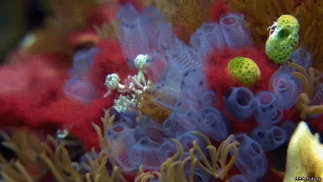 Vida en arrecife de coral