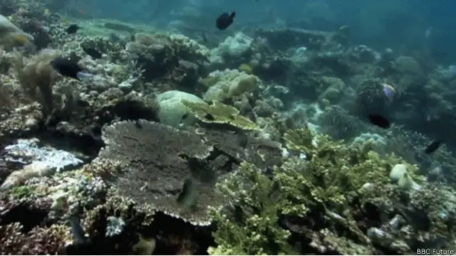 Deterioro en arrecife de coral