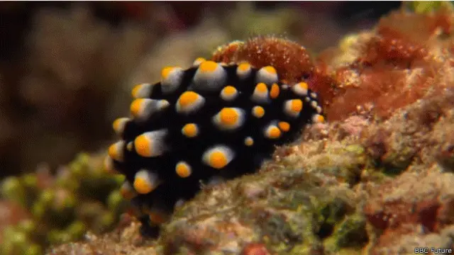 Criatura en arrecife de coral