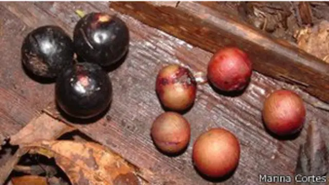 Frutos de distintos tamaño de la Euterpe Edulis