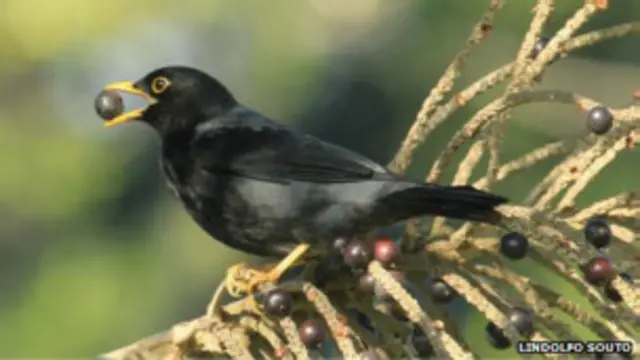 Tordo de patas amarillas con una semilla en el pico