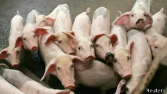 Поросята в загоне