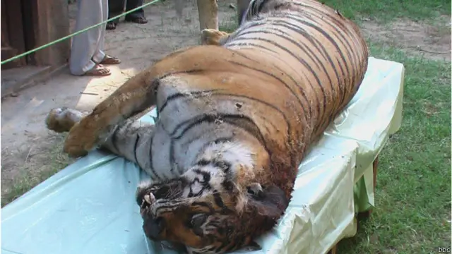 बाघ, शिकार, कॉर्बेट