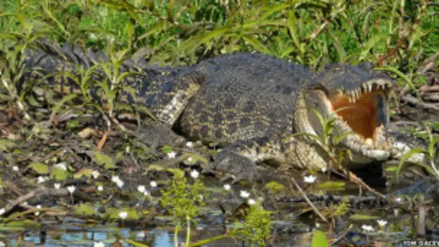 تزخر الاراضي الشمالية في استراليا بتماسيح المياه المالحة المدرعة