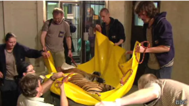 Тигр в зоопарке Праги