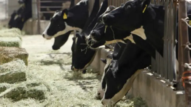 Palavra refere-se ao controle de qualidade da carne