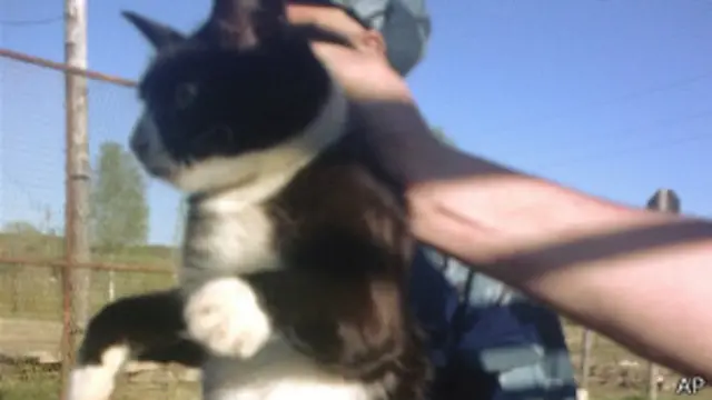 cat in Komi prison colony