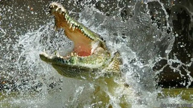 крокодил
