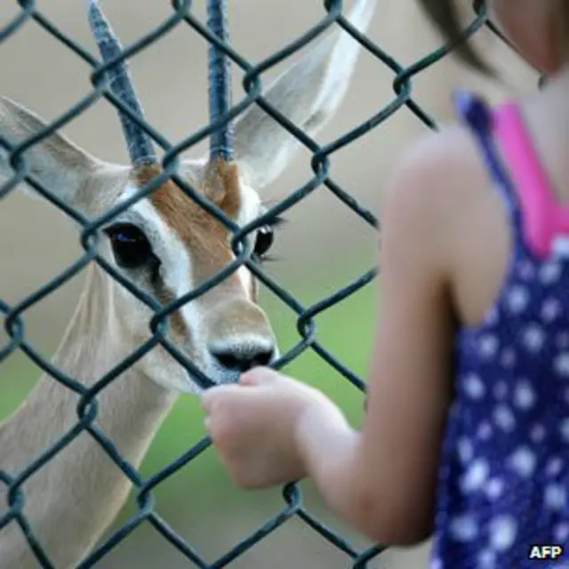 Criança com gazela | Foto: AFP