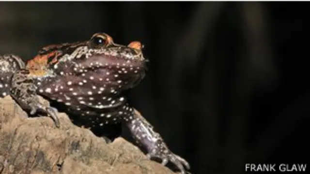 Rana pintada de Hula