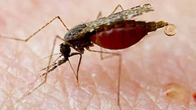  ۲۰۱۰ کې د مالریا له کبله ټوله نړۍ کې له شپږ لکه ډېر کسان ووژل شول، چې اکثر په کې افریقايي ماشومان وو. 