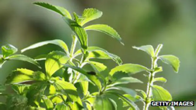 Stevia | Foto: Getty Images