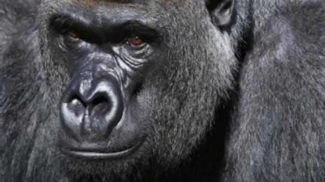 Gorila. Crédito: AP