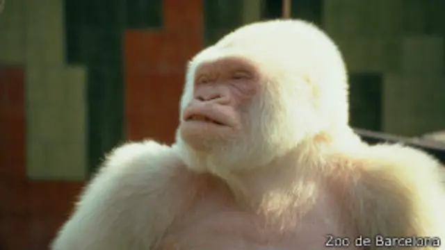 Copito de Nieve fue la estrella del zoológico de Barcelona durante más de 30 años.