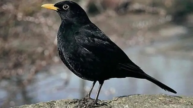 طرقه‌هایی که در شهرها و مناطق حاشیه‌ای مونیخ در آلمان زندگی می‌کنند، ریتم‌های شبانه‌روزی متفاوتی دارند