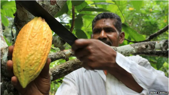 20वीं सदी की शुरुआत तक इक्वाडोर दुनिया का सबसे बड़ा कोका निर्यातक था.