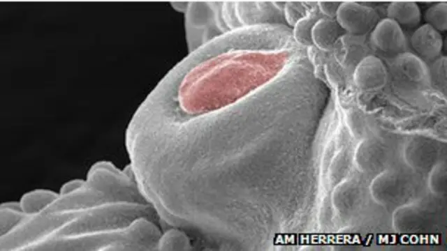 Жұлдыру порно онлайн