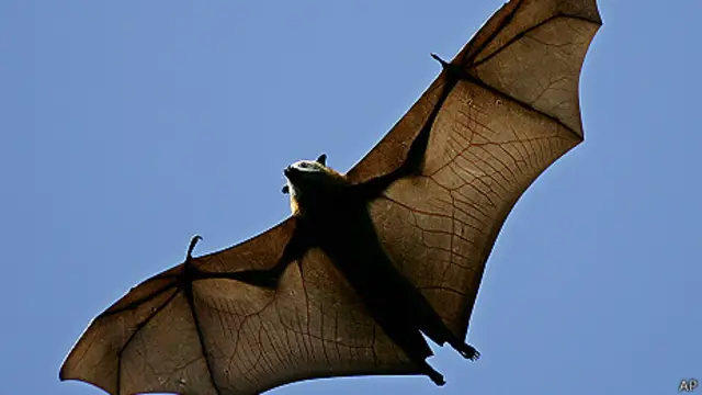 Zorro volador o Pteropus