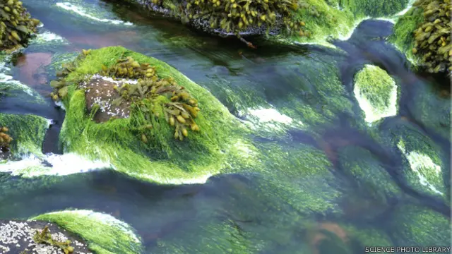 सागरीय वनस्पति