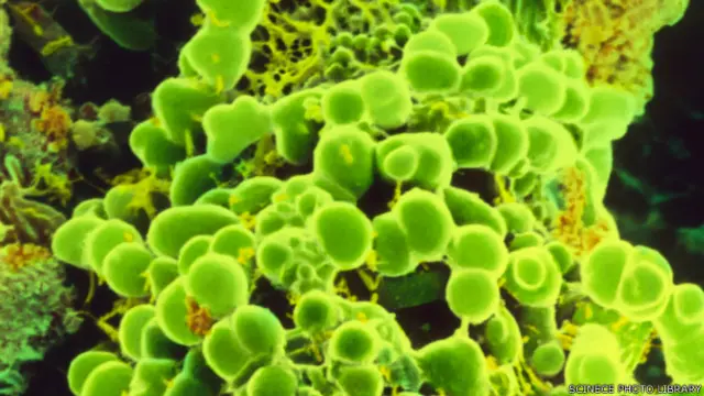 सागरीय वनस्पति