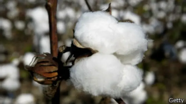 Cotton plant, Getty images
