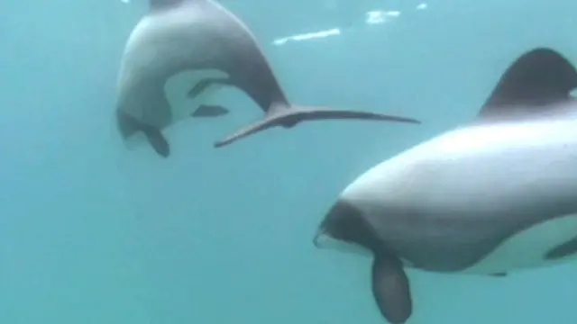 څېړونکي وايي، دولفین کبان د بل نژدې دولفین غږ ته ژر ځواب وايي.