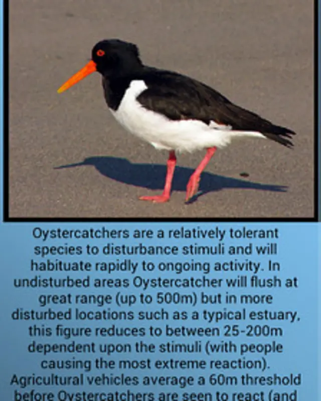 Perfil del ave de la aplicación