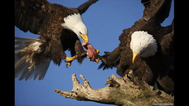 фото Такаюкі Мейікави