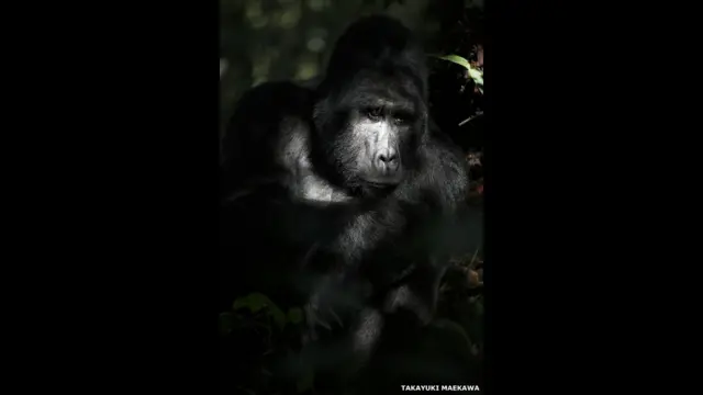 фото Такаюкі Мейікави