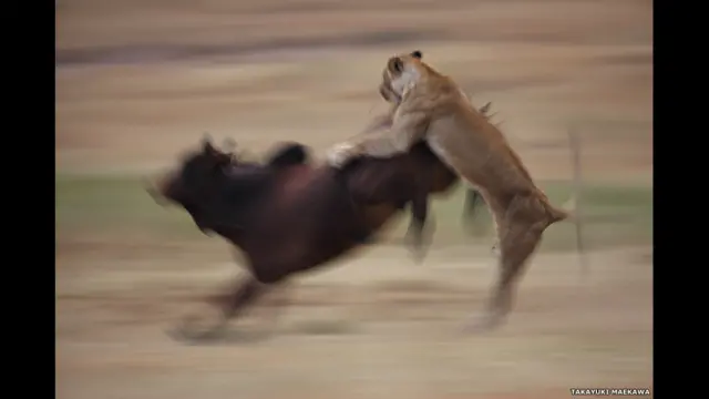 фото Такаюкі Мейікави