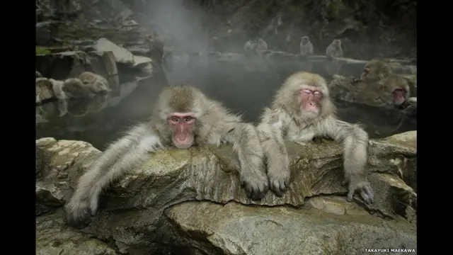 фото Такаюкі Мейікави