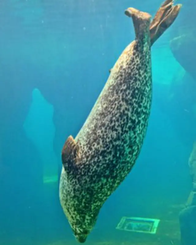 Mamífero marino en el agua