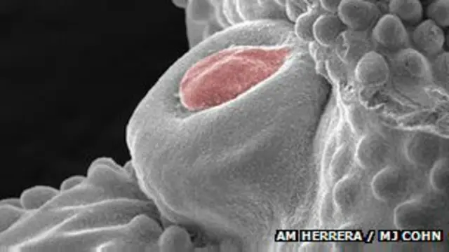 मुर्गा शिश्न