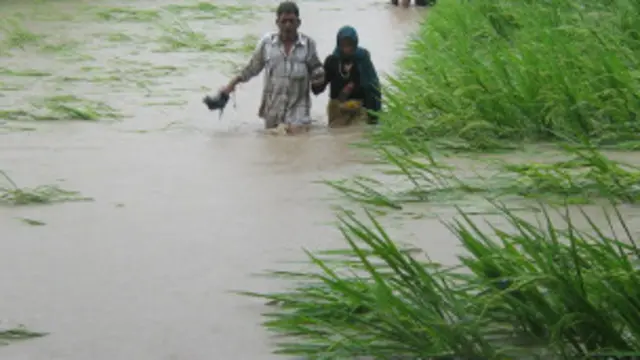 बारिश से कई खेतों में पानी भर गया है और कई बह गए हैं.