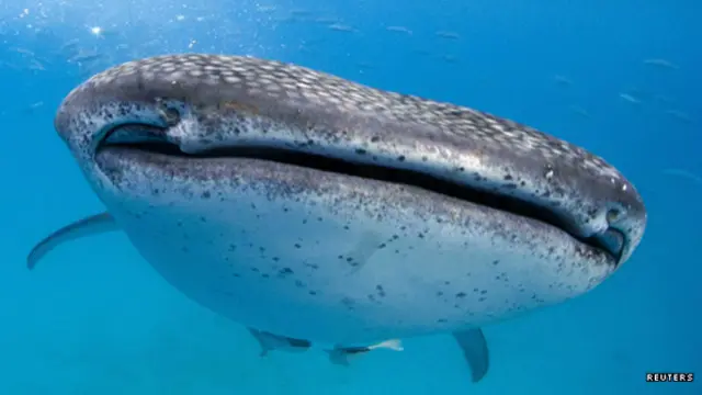 Китова акула