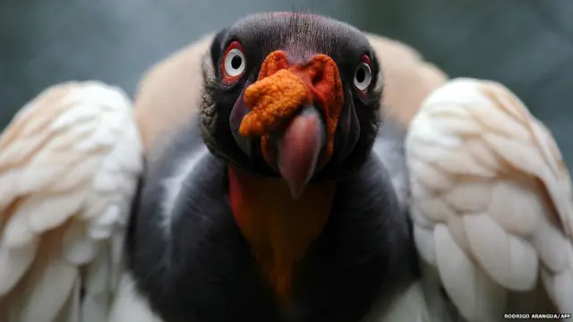 पनामा सिटी के बाहर स्थित समिट चिड़ियाघर में पेड़ की एक डाल आस-पास का नज़ारा लेता गिद्ध.