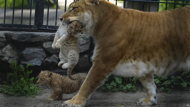 Самого первого лилигра назвали Кьяра.