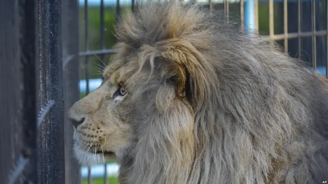 Африканский лев