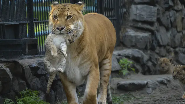 Мать-лигрица несет детеныша