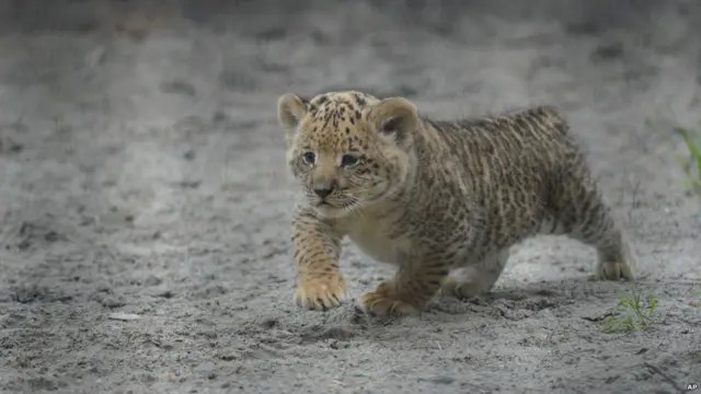 Детеныш лилигр