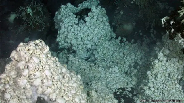 Montaña de cangrejos en el fondo marino del Océano